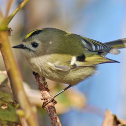 Goldcrest