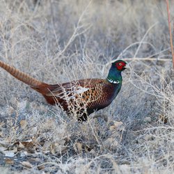 Pheasant
