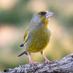 Greenfinch