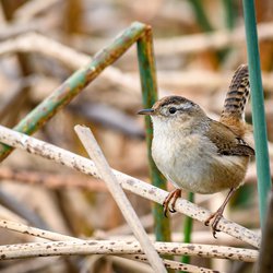 Northern Wren