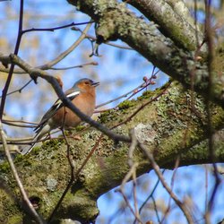 Chaffinch