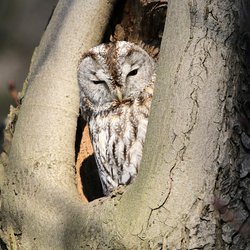 Tawny Owl