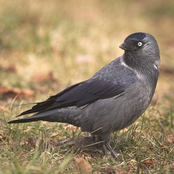 Jackdaw