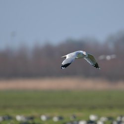 Common Gull