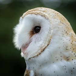 Barn-owl