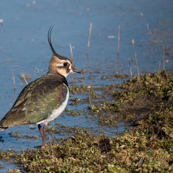 Northern Lapwing