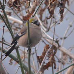 Bullfinch