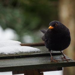 Blackbird