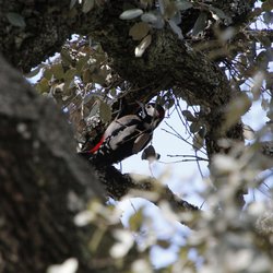 Great Spotted Woodpecker