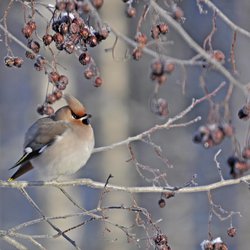 Bohemian Waxwing