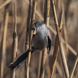 Long-tailed Tit