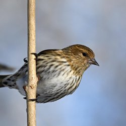 Siskin
