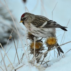 Redpoll