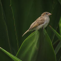 House Sparrow