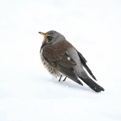 Fieldfare
