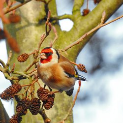 Goldfinch