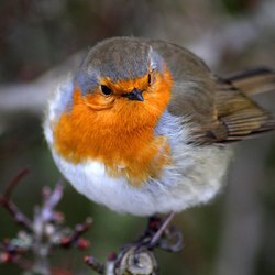 Robin