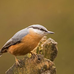 Nuthatch
