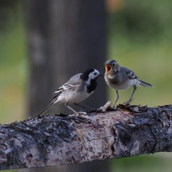 White Wagtail