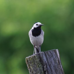 White Wagtail