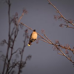 Bohemian Waxwing
