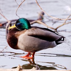 Mallard