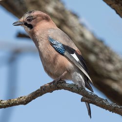 Eurasian Jay