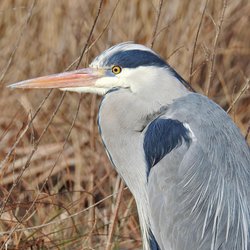 Grey Heron