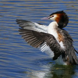 Great Crested Grebe