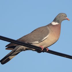 Woodpigeon