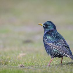 Starling