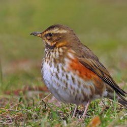 Redwing