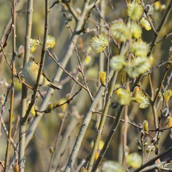 Chiffchaff