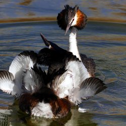 Great Crested Grebe