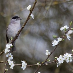 Blackcap