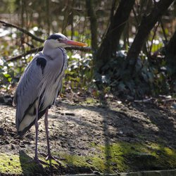 Grey Heron