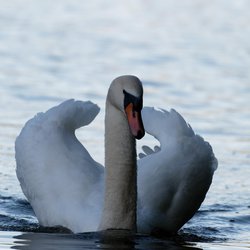 Mute Swan