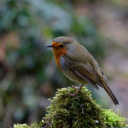 Robin