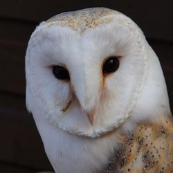 Barn-owl
