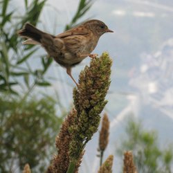 Dunnock