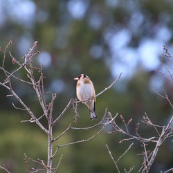 Goldfinch
