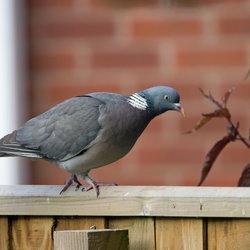 Woodpigeon
