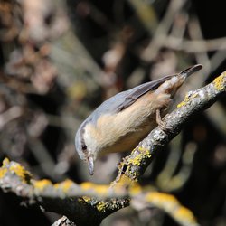 Nuthatch