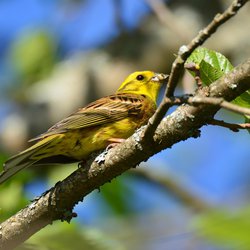 Yellowhammer