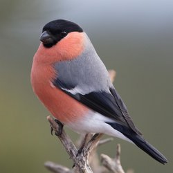 Bullfinch