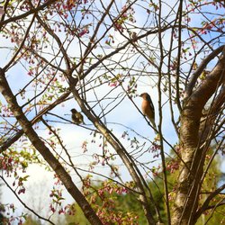 Chaffinch