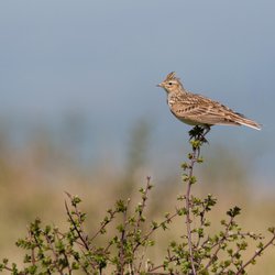 Skylark