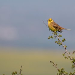 Yellowhammer