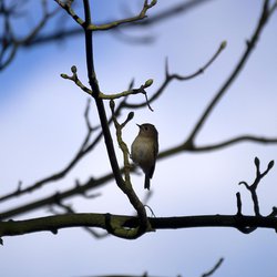 Goldcrest