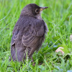 Starling